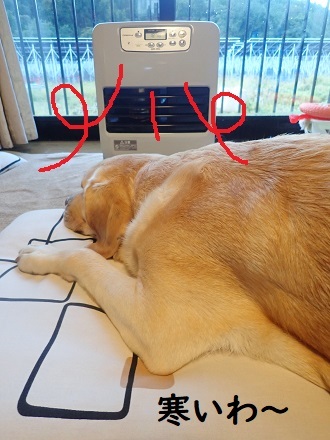 ストーブ犬はじめました。_c0182012_12175618.jpg