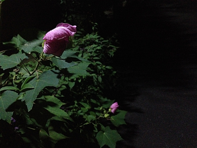 ディックと酔芙蓉物語のおわり_f0086618_23575007.jpg