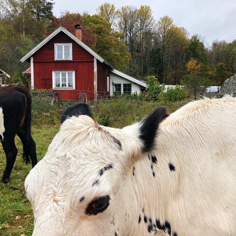 スウェーデンの田舎で牛を追う朝の散歩　巨大岩の謎_a0231632_15211071.jpeg