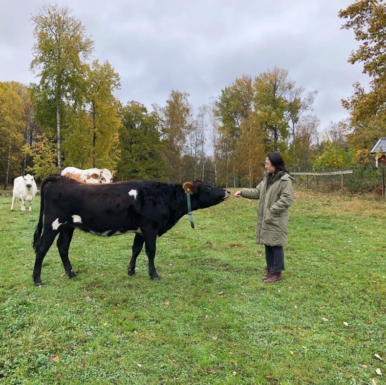 スウェーデンの田舎で牛を追う朝の散歩　巨大岩の謎_a0231632_15213466.jpeg