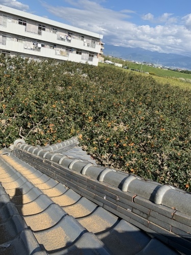 笛吹市 シルバーの屋根 其の①_b0242734_19032084.jpeg