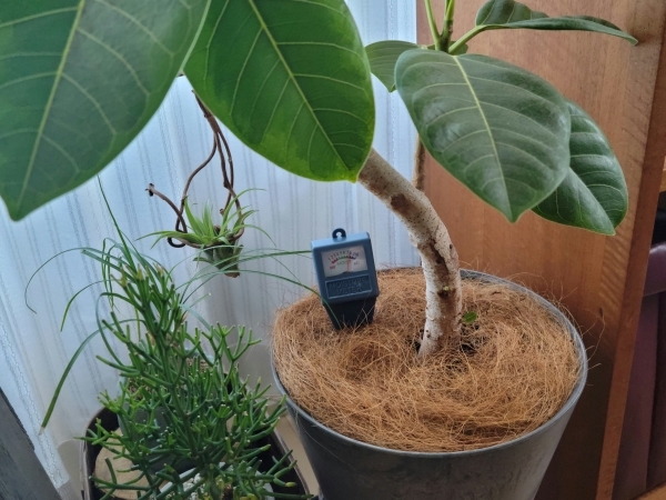 挿し木で増やす フィカスアルテシマ 平日 会社を休んだら