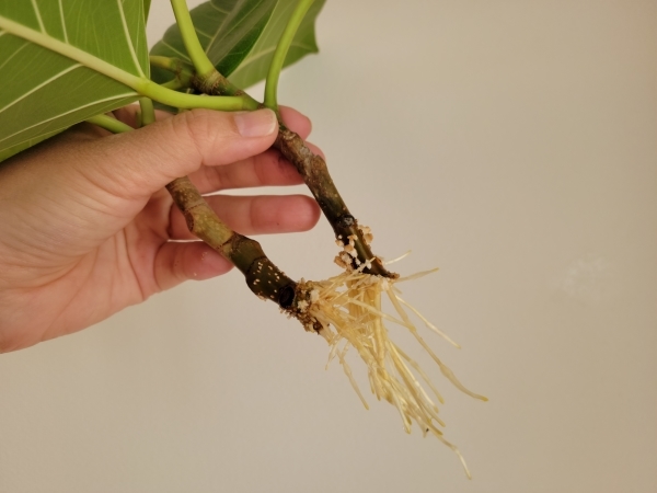 挿し木で増やす フィカスアルテシマ 平日 会社を休んだら