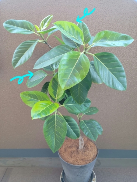 挿し木で増やす フィカスアルテシマ 平日 会社を休んだら