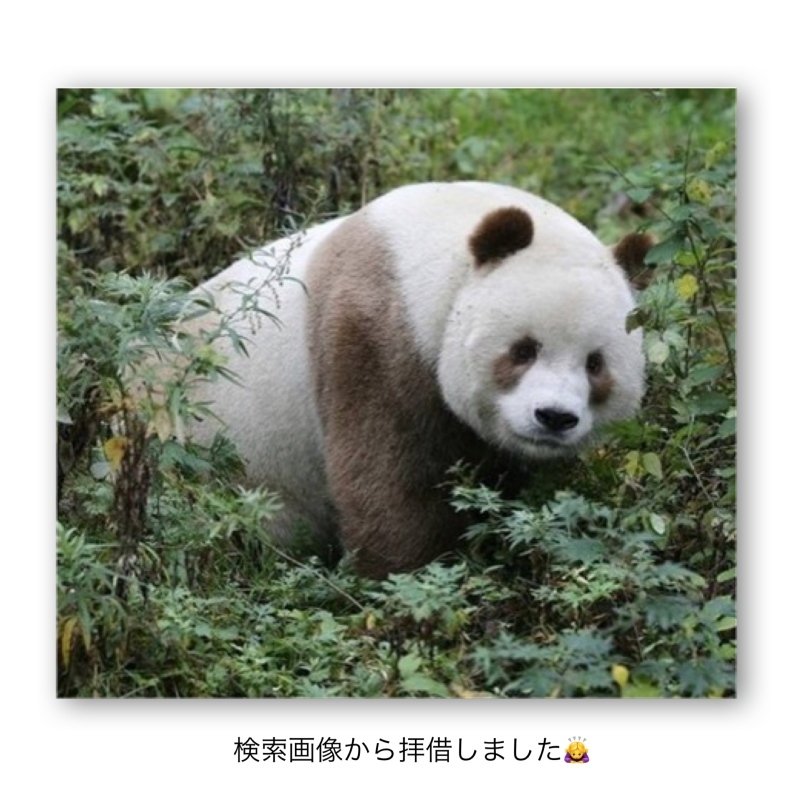 茶パンダさん制作日記 Marone Bear