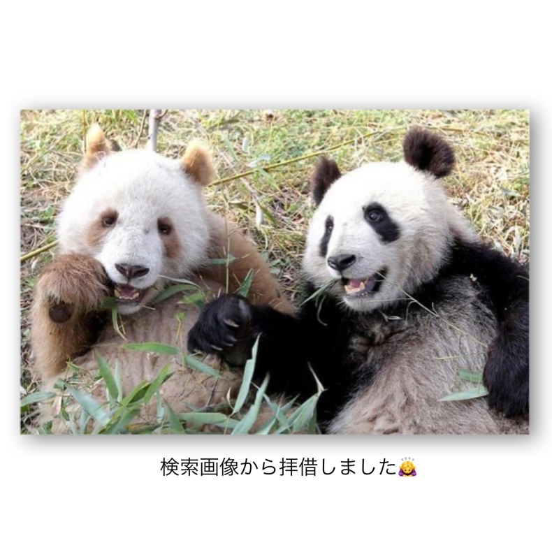 茶パンダさん制作日記 Marone Bear