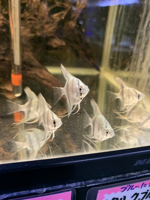 最新入荷情報_f0212047_22391234.jpeg