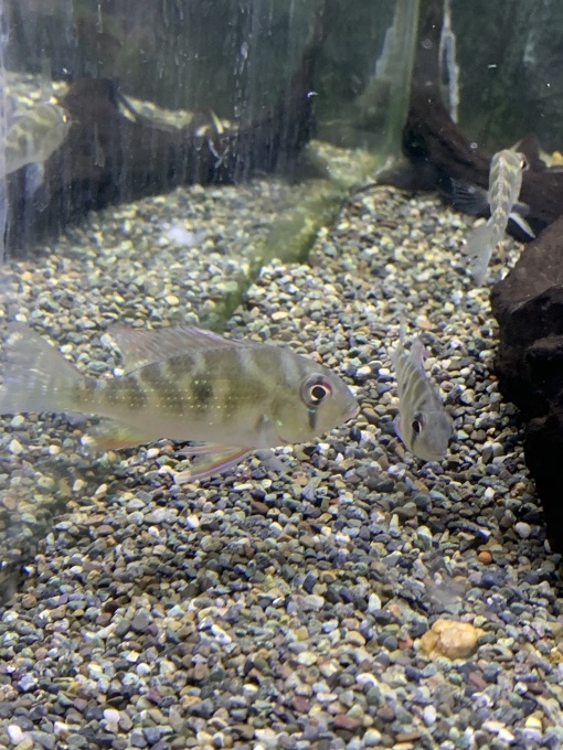 最新入荷情報_f0212047_22503620.jpeg
