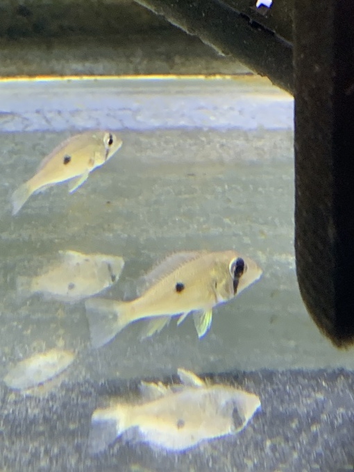 最新入荷情報_f0212047_22510327.jpeg