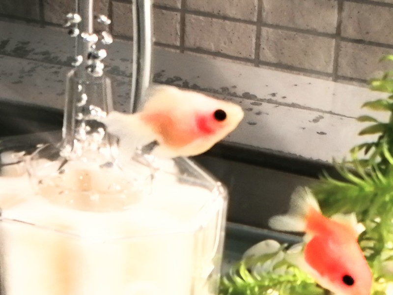 今日2回目の投稿でピンポンパールの冬眠問題です めちゃくちゃ可愛い ぽっちゃり小赤の金魚ブログ