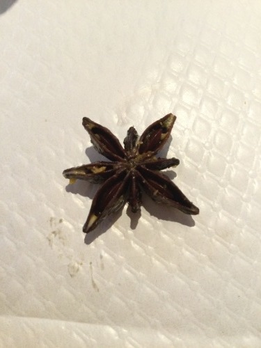 八角スターアニス_c0175451_23350861.jpeg