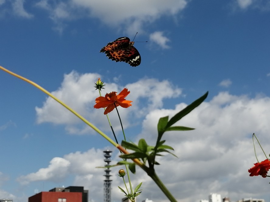 昔よりも&#129419;ちょうが減っている_d0154054_12155106.jpg