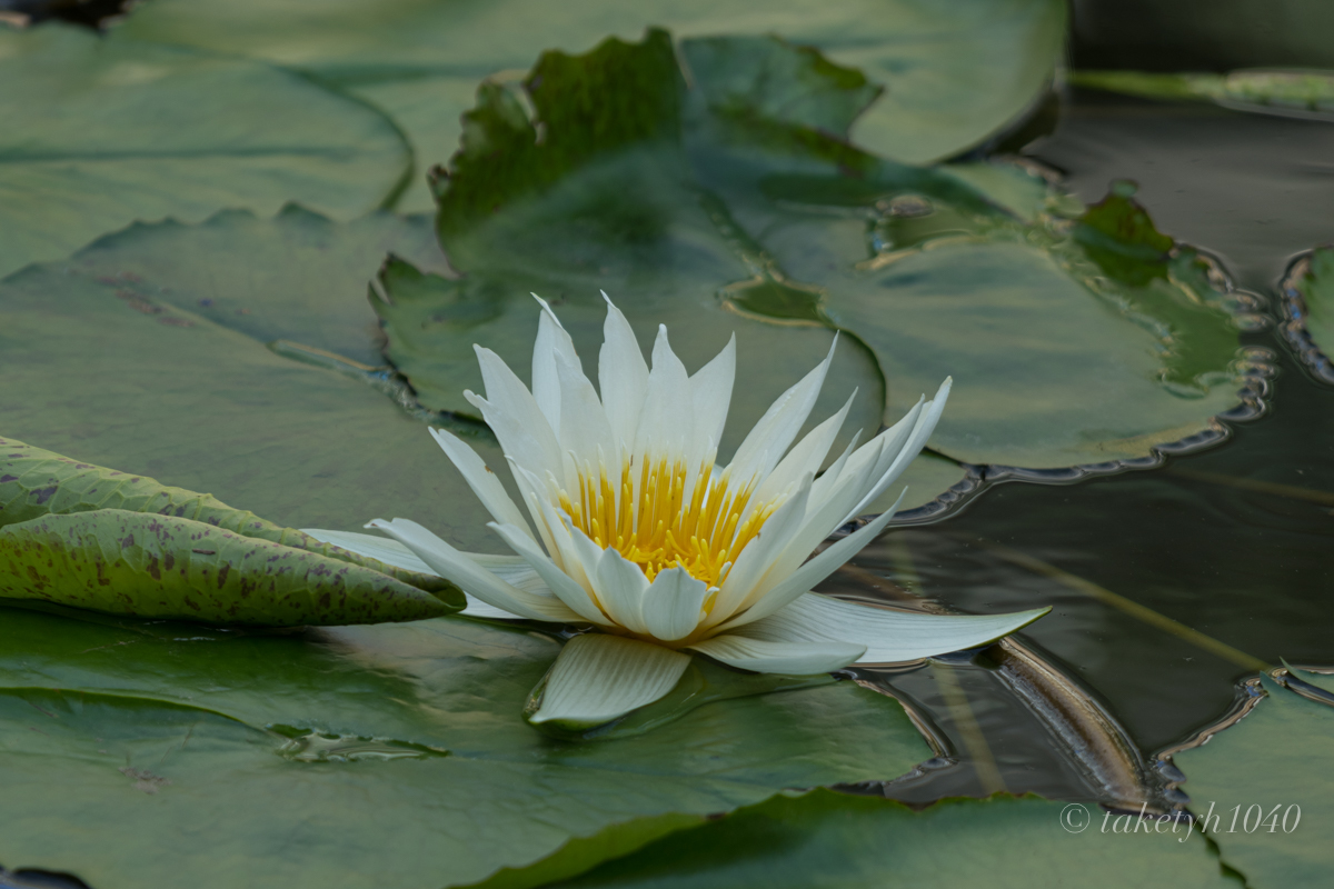 睡蓮　神代植物公園_a0261169_20400350.jpg