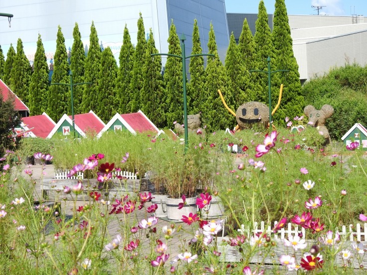 木曽三川公園センターのコスモス風景 自然風の自然風だより