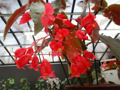 ベゴニア、開花してます♪_f0203094_14530051.jpg
