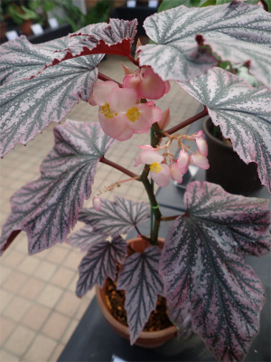 ベゴニア、開花してます♪_f0203094_14583148.jpg