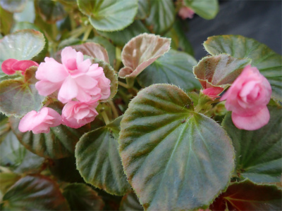 ベゴニア、開花してます♪_f0203094_15014945.jpg