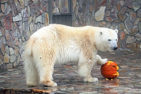 ロシア・サンクトペテルブルク、レニングラード動物園のハールチャーナ (Хаарчаана) の去りゆく秋の日_a0151913_22281302.jpg