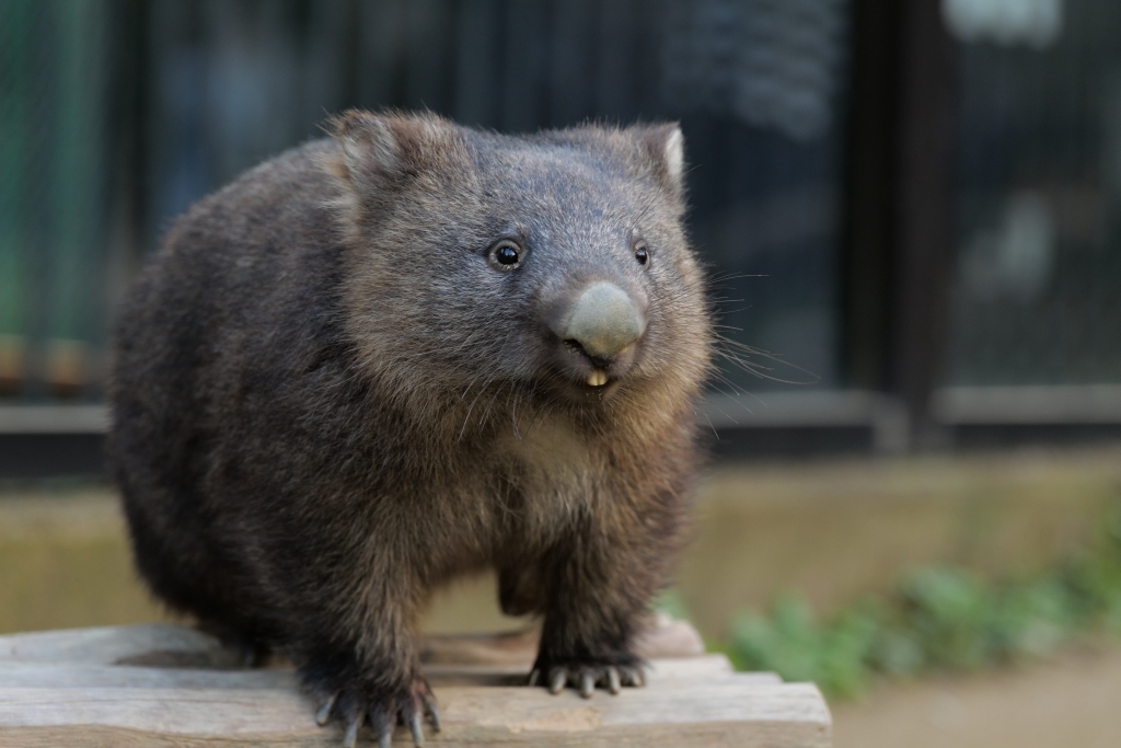 今日はウォンバットの日_f0050534_11372287.jpg