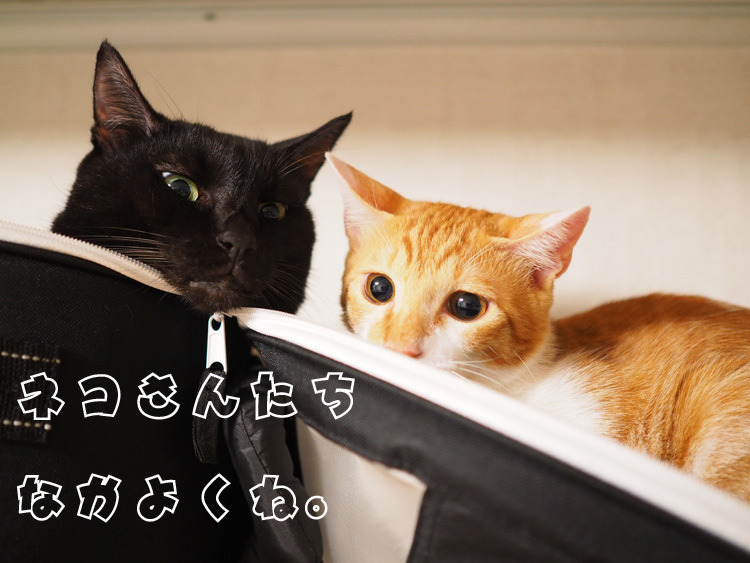 【保護猫みちくん成長記⑯】ネコさんたち、なかよくね。_b0008655_14283320.jpg