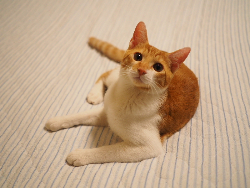 【保護猫みちくん成長記⑯】ネコさんたち、なかよくね。_b0008655_14292942.jpg