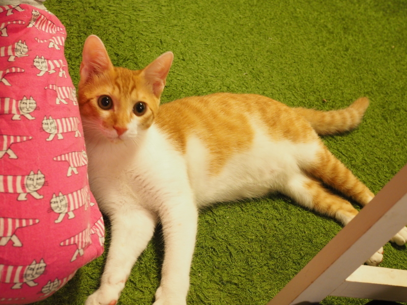 【保護猫みちくん成長記⑯】ネコさんたち、なかよくね。_b0008655_14311809.jpg