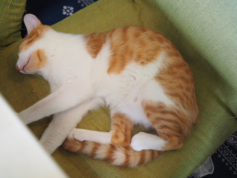 【保護猫みちくん成長記⑯】ネコさんたち、なかよくね。_b0008655_14315944.jpg