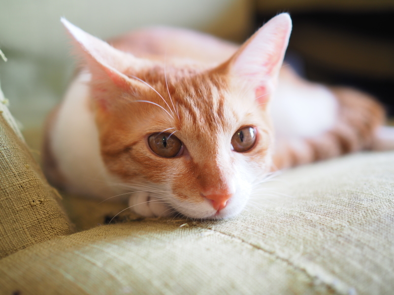 【保護猫みちくん成長記⑯】ネコさんたち、なかよくね。_b0008655_14322623.jpg