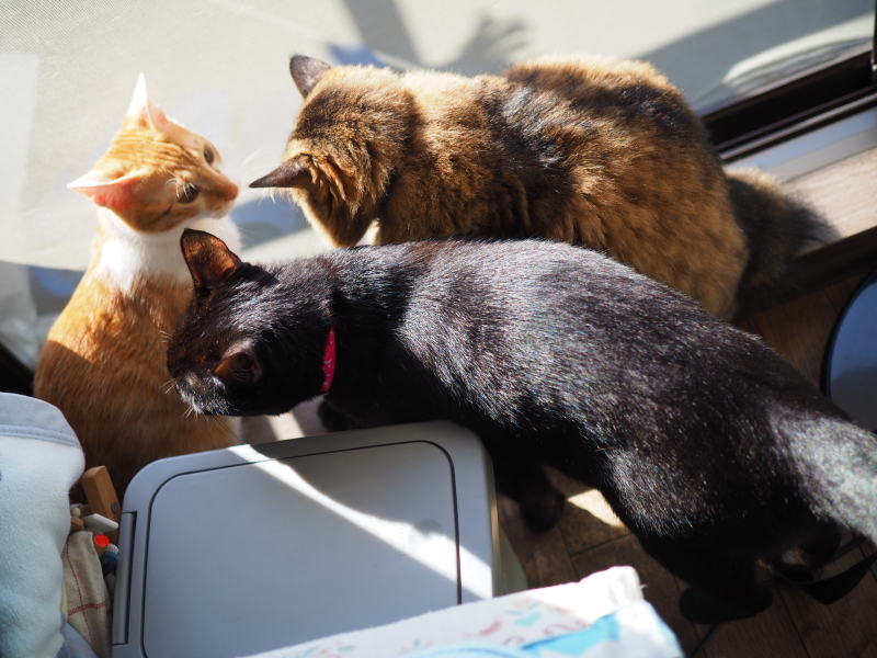 【保護猫みちくん成長記⑯】ネコさんたち、なかよくね。_b0008655_14333093.jpg
