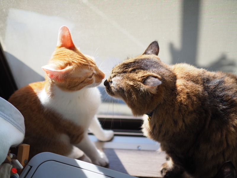 【保護猫みちくん成長記⑯】ネコさんたち、なかよくね。_b0008655_14334240.jpg