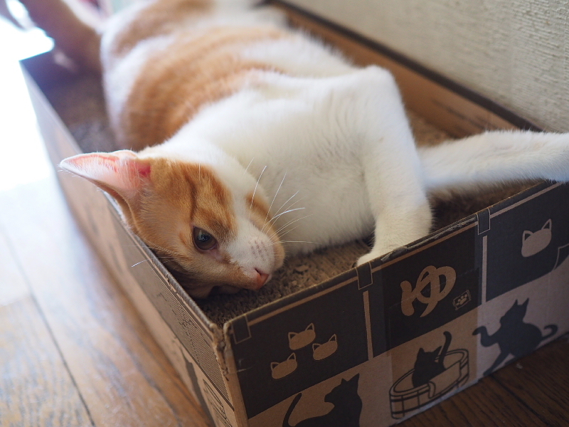 【保護猫みちくん成長記⑯】ネコさんたち、なかよくね。_b0008655_14341113.jpg