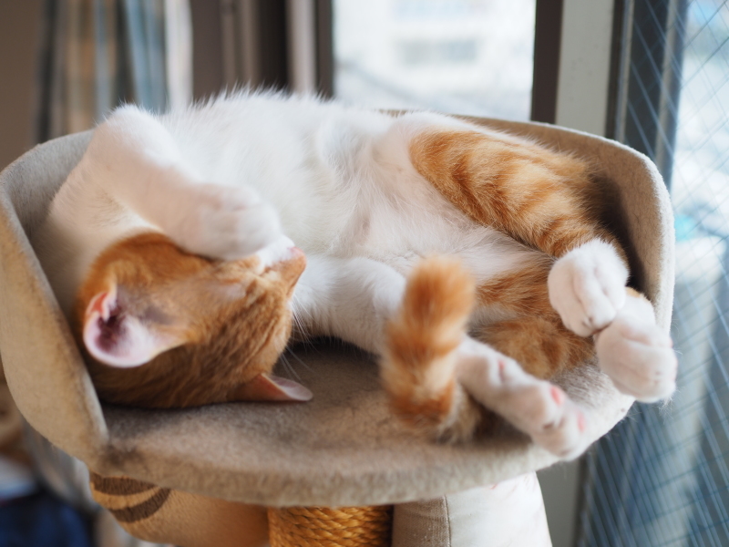 【保護猫みちくん成長記⑯】ネコさんたち、なかよくね。_b0008655_14343991.jpg