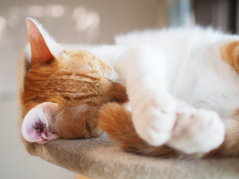 【保護猫みちくん成長記⑯】ネコさんたち、なかよくね。_b0008655_14345225.jpg