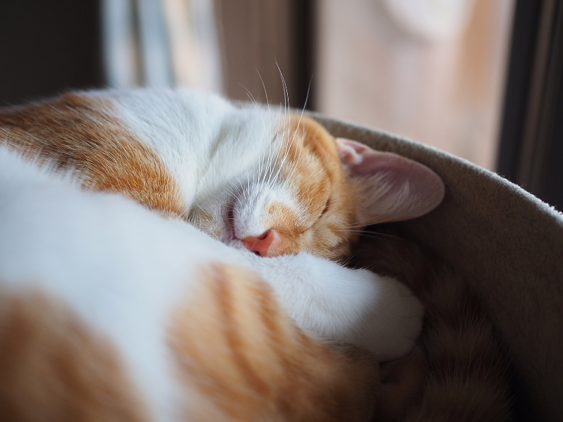 【保護猫みちくん成長記⑯】ネコさんたち、なかよくね。_b0008655_14352247.jpg