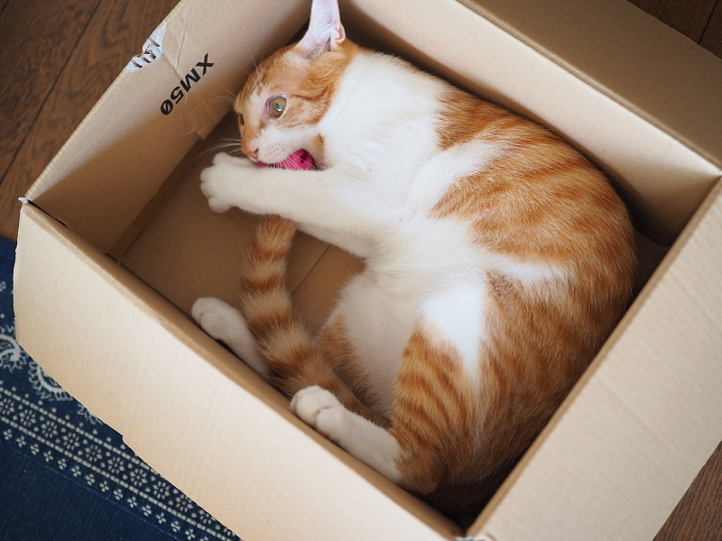 【保護猫みちくん成長記⑯】ネコさんたち、なかよくね。_b0008655_14395719.jpg