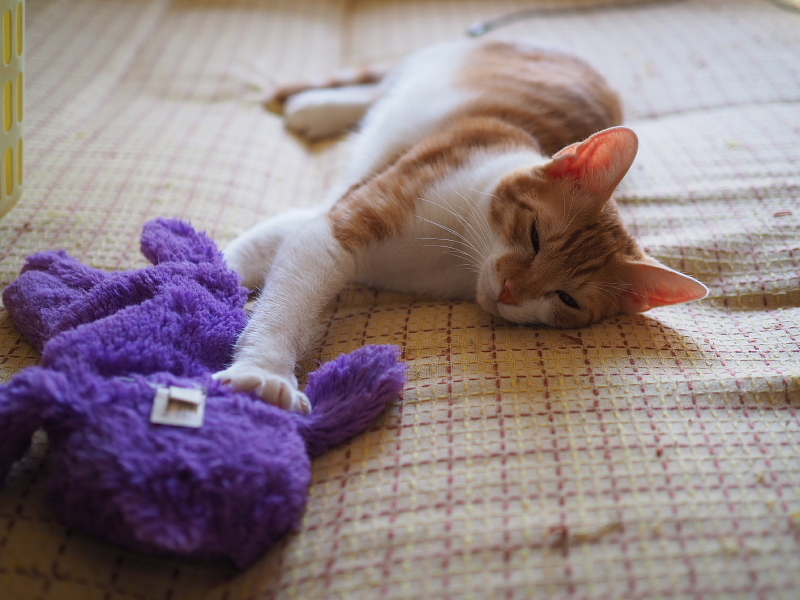 【保護猫みちくん成長記⑯】ネコさんたち、なかよくね。_b0008655_14403296.jpg