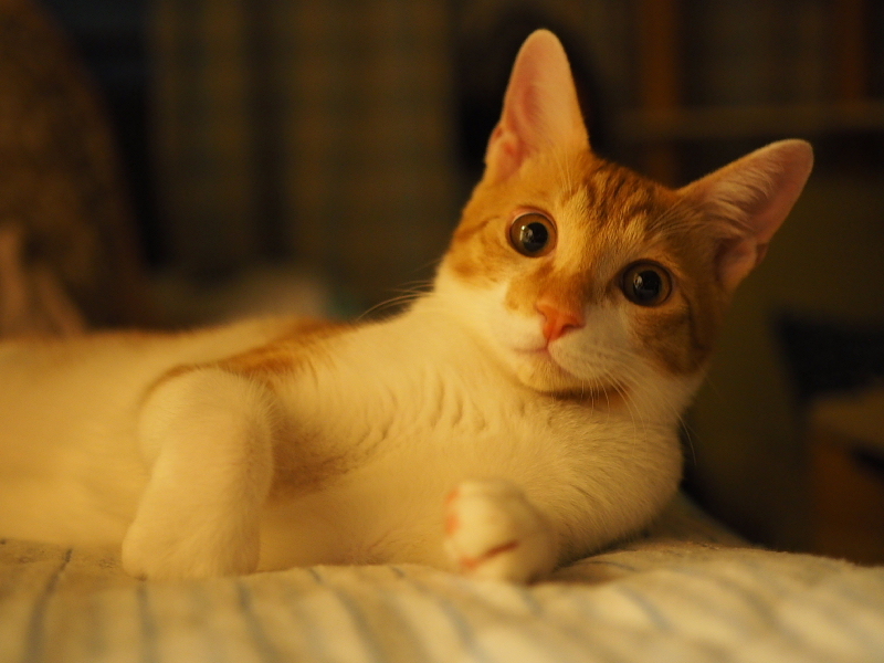 【保護猫みちくん成長記⑯】ネコさんたち、なかよくね。_b0008655_14405190.jpg