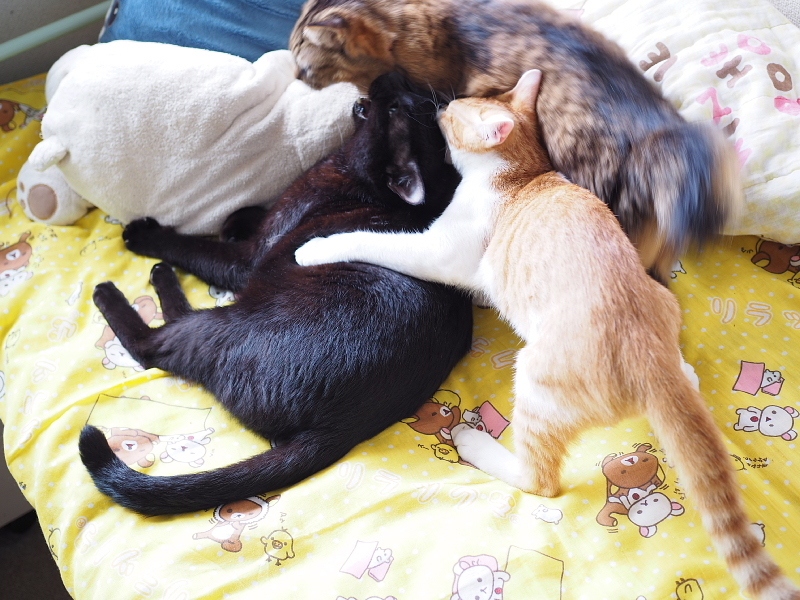 【保護猫みちくん成長記⑯】ネコさんたち、なかよくね。_b0008655_21221275.jpg