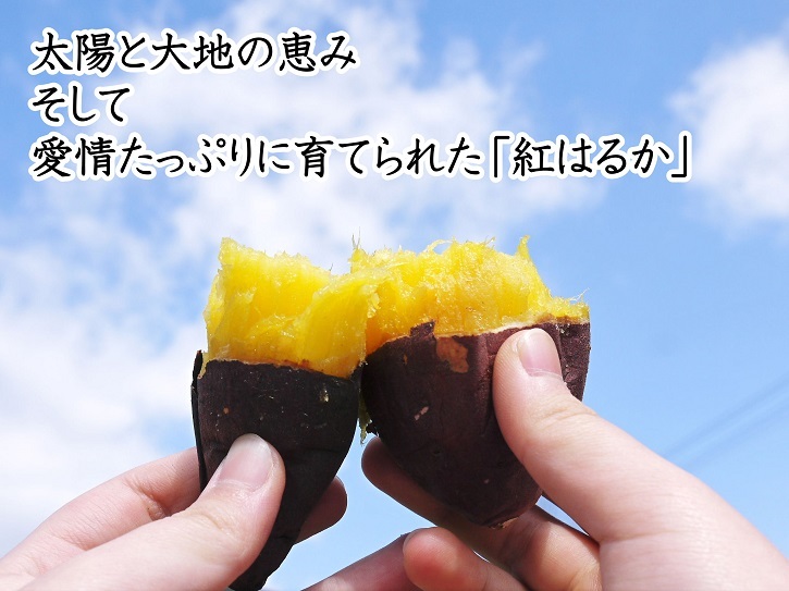 熊本県産『からいも(サツマイモ)』令和5年度の先行予約受付開始!しっかり熟成させ12月上旬より出荷開始です(前編)_a0254656_17001676.jpg