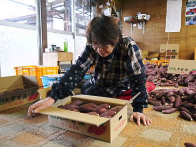 熊本県産からいも(サツマイモ)の『紅はるか』令和6年度の先行予約受付スタート!熟成させ11月中旬以降から出荷開始(前編)_a0254656_18070721.jpg