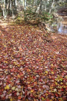 プリンスエドワード島の紅葉（10月21日）_c0353373_08090791.jpg