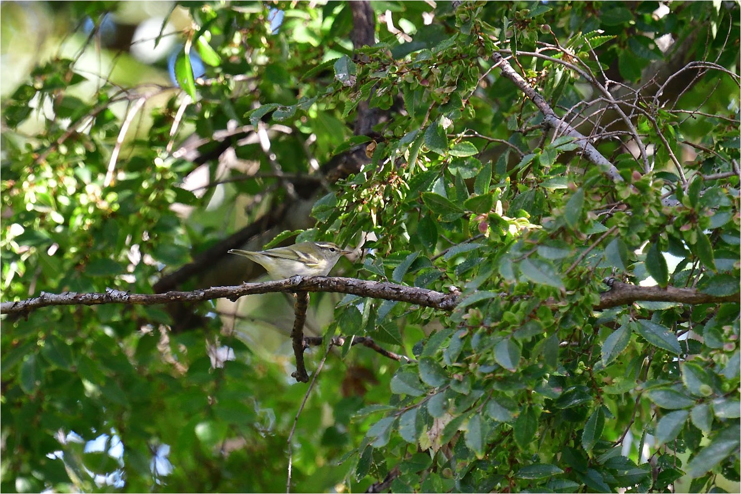 旅鳥 キマユムシクイ_a0076493_19402293.jpg