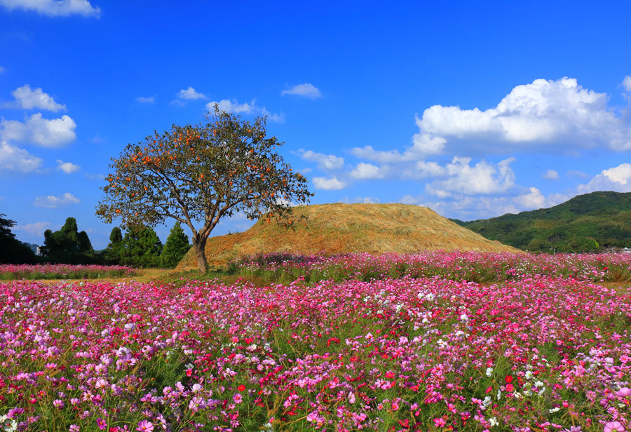 古墳に咲くコスモス・福岡県福津市 : 九州ロマンチック街道