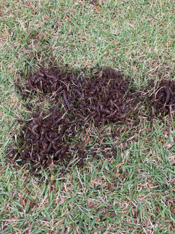 庭の芝生に奇妙な毛虫の山が出来ます 昆虫ブログ むし探検広場