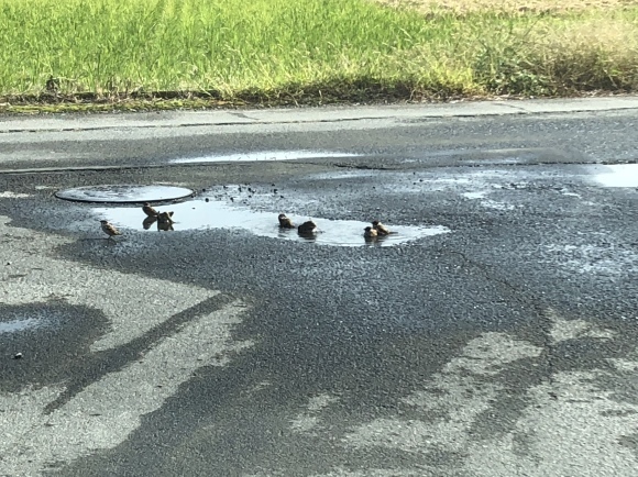 スズメの行水_d0237309_21255889.jpeg