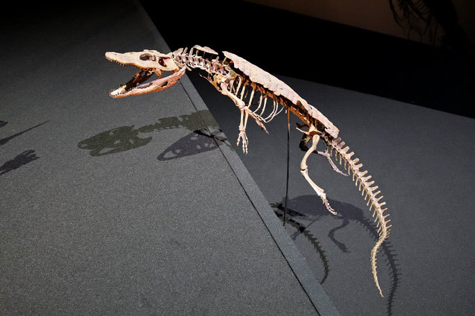 恐竜科学博：少年トリケラトプスの冒険③～白亜紀のワニとカメ : 続々