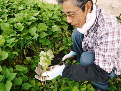 熊本県産『からいも(サツマイモ)』令和5年度の先行予約受付開始!しっかり熟成させ12月上旬より出荷開始です(後編)_a0254656_17104270.jpg