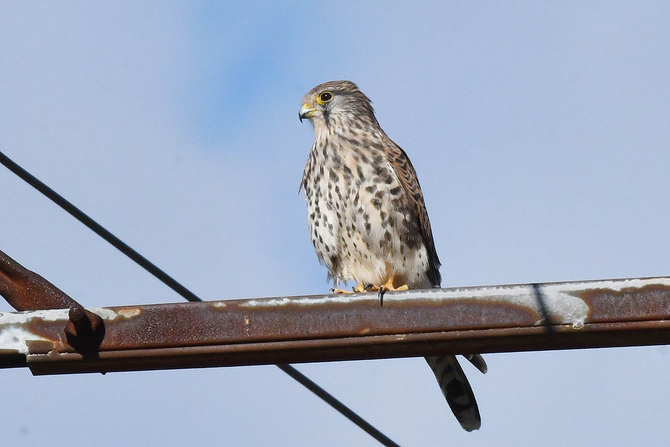 地元のチョウゲンボウ 阪南カワセミ 野鳥と自然の物語 日本の蝶 蝶と自然の物語