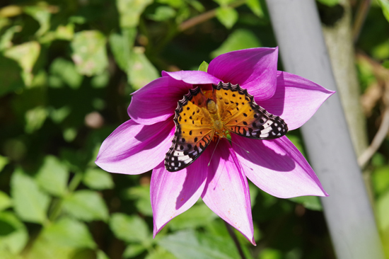 秋の公園の蝶たち_e0167571_22203889.jpg
