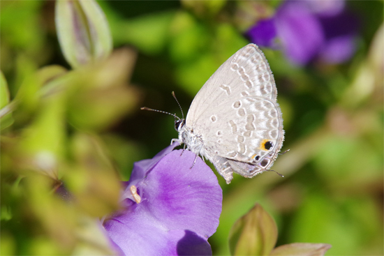 秋の公園の蝶たち_e0167571_22214572.jpg